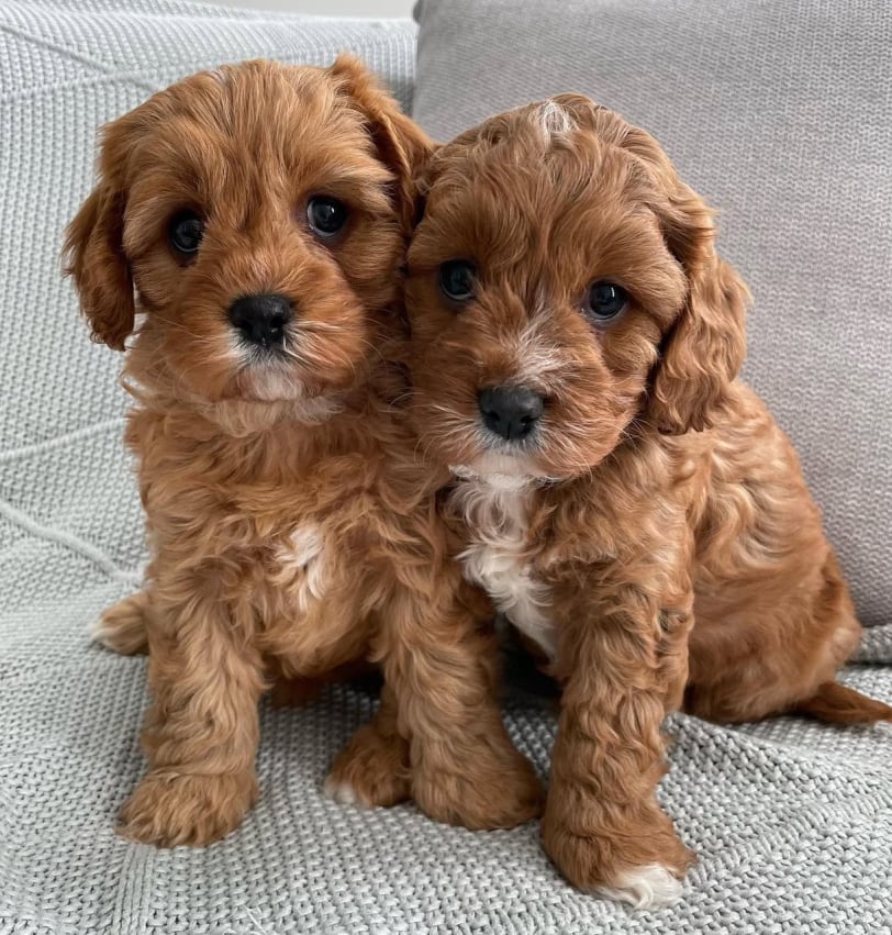labradoodle-puppy-for-sale-now