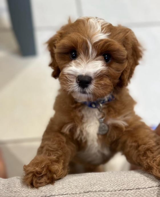 affordable-labradoodles