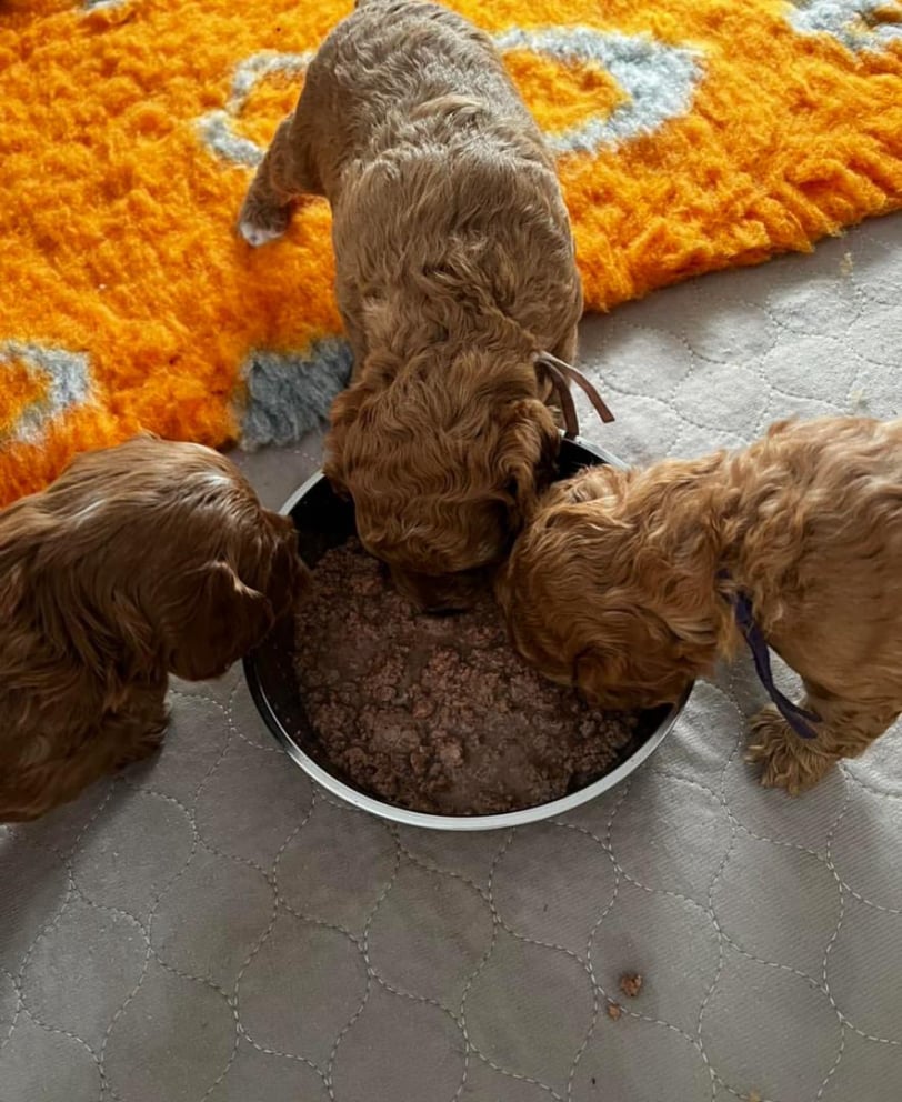 cheap-puppies-for-sale