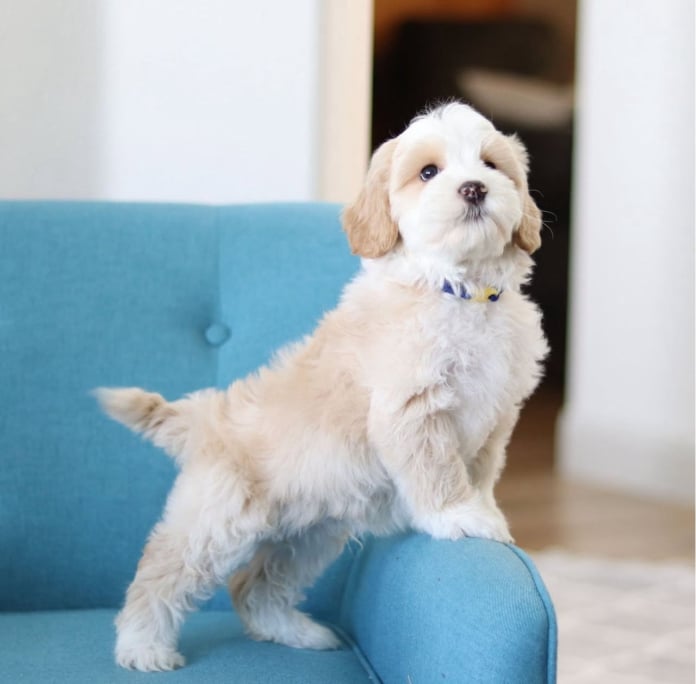 puppies-for-sale