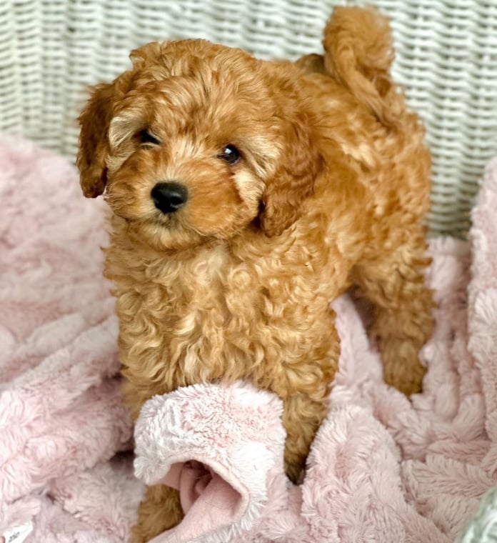 available-labradoodle-puppies
