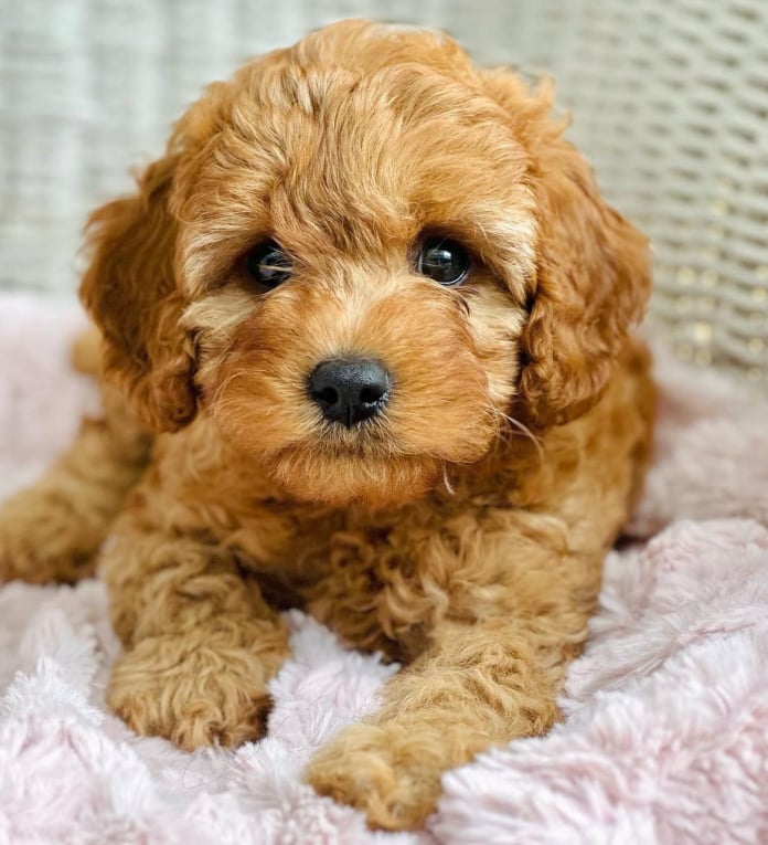 labradoodle-puppies-for-sale-near-me