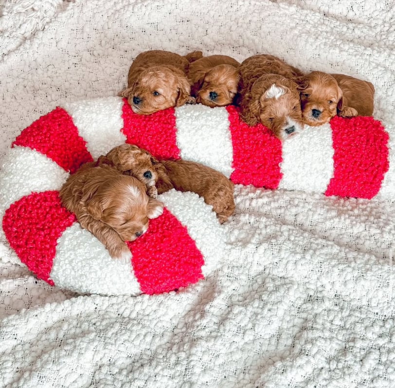 healthy-labradoodle-puppies-for-sale