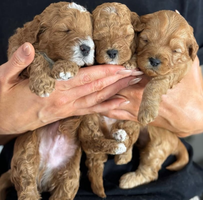 labradoodle-puppy-for-sale