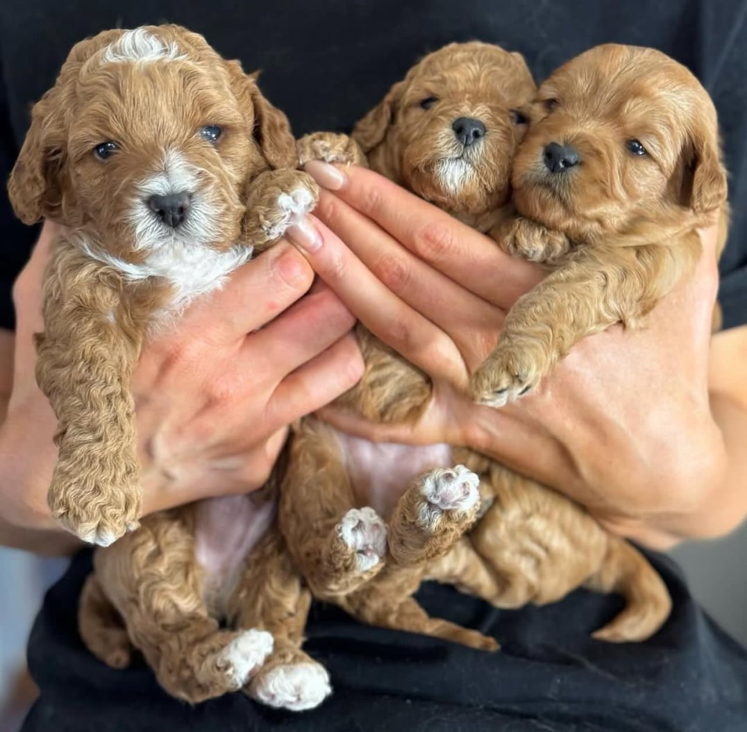 labradoodle-puppies-for-sale