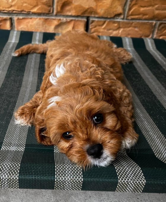 labradoodle-puppies-for-sale