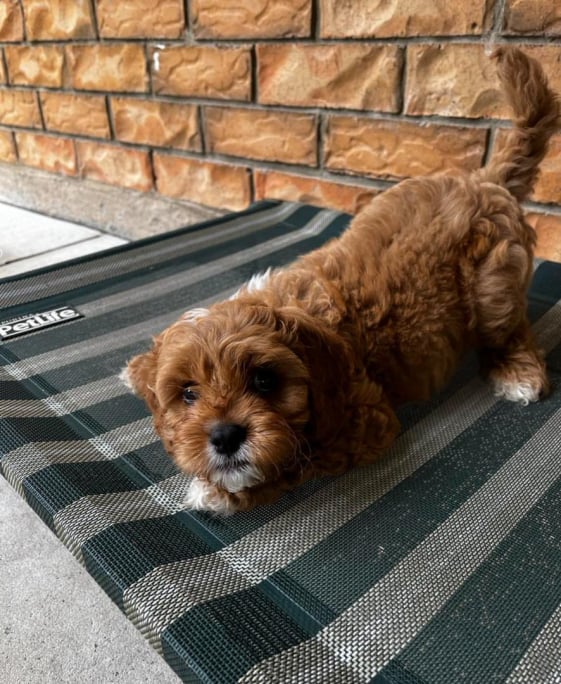 poodle-puppies-for-sale-australia