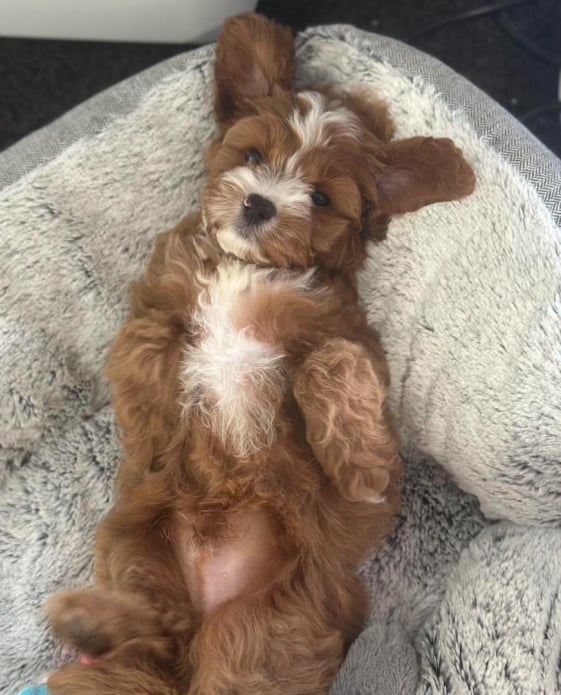 poodle-puppies-for-sale